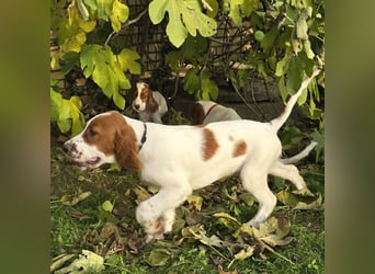 Irish Red and White Setter "Eamon", geb. 29.07.2025