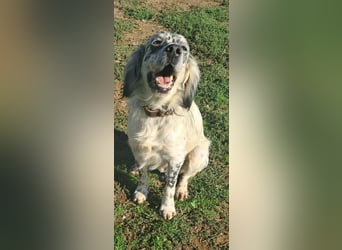 Tri Color Setter Chester