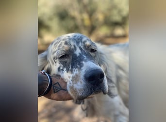 Tri Color Setter Chester