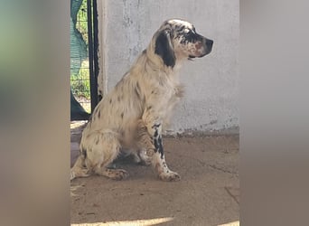 Tri Color Setter Chester