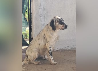 Tri Color Setter Chester