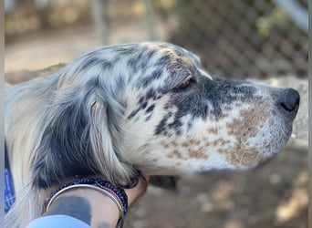 Tri Color Setter Chester