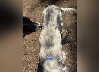 Tri Color Setter Chester