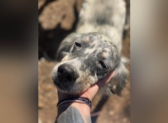 Tri Color Setter Chester