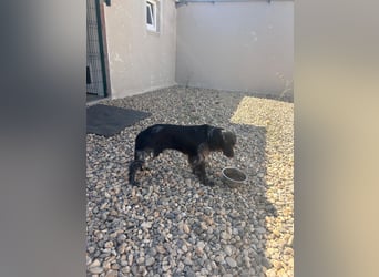 NOVA sucht ihr Glück ❤️