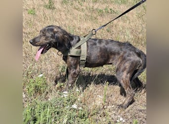 Zora eine zierliche Hündin