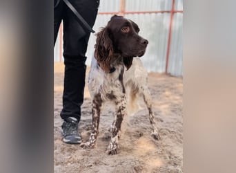 Rico - Hübscher Rüde sucht aktives Zuhause!
