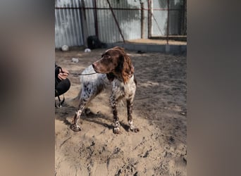 Rico - Hübscher Rüde sucht aktives Zuhause!