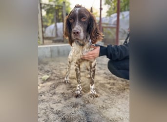 Rico - Hübscher Rüde sucht aktives Zuhause!