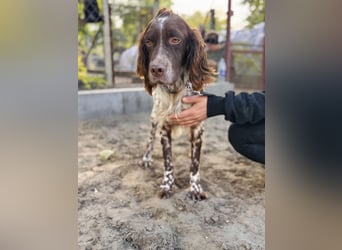 Rico - Hübscher Rüde sucht aktives Zuhause!