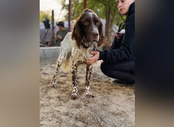 Rico - Hübscher Rüde sucht aktives Zuhause!