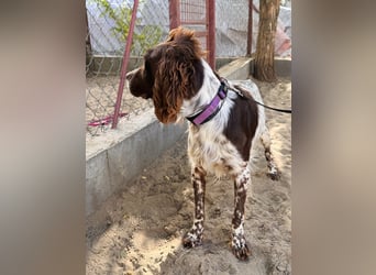 Rico - Hübscher Rüde sucht aktives Zuhause!