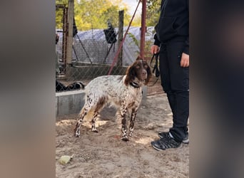 Rico - Hübscher Rüde sucht aktives Zuhause!