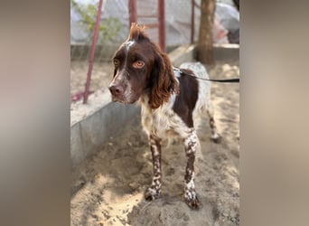 Rico - Hübscher Rüde sucht aktives Zuhause!