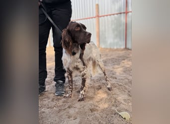 Rico - Hübscher Rüde sucht aktives Zuhause!