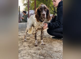 Rico - Hübscher Rüde sucht aktives Zuhause!