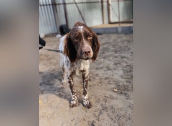 Rico - Hübscher Rüde sucht aktives Zuhause!