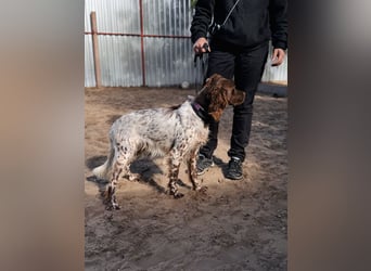 Rico - Hübscher Rüde sucht aktives Zuhause!