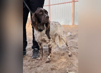 Rico - Hübscher Rüde sucht aktives Zuhause!