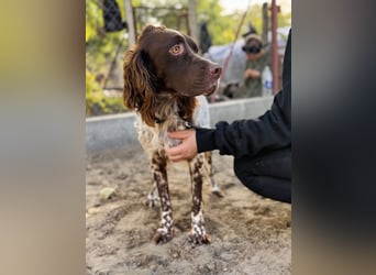 Rico - Hübscher Rüde sucht aktives Zuhause!