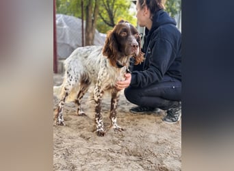 Rico - Hübscher Rüde sucht aktives Zuhause!