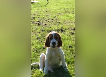 Reinrassige Irish Red and White Setter Welpen, geb. 29.07.2025