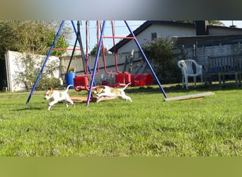 Reinrassige Irish Red and White Setter Welpen, geb. 29.07.2025