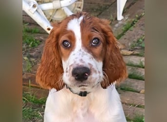Reinrassige Irish Red and White Setter Welpen, geb. 29.07.2025