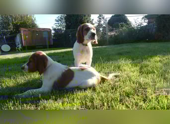 Reinrassige Irish Red and White Setter Welpen, geb. 29.07.2025