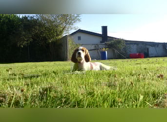 Reinrassige Irish Red and White Setter Welpen, geb. 29.07.2025