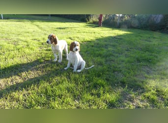 Reinrassige Irish Red and White Setter Welpen, geb. 29.07.2025