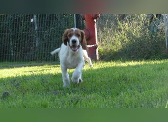 Reinrassige Irish Red and White Setter Welpen, geb. 29.07.2025