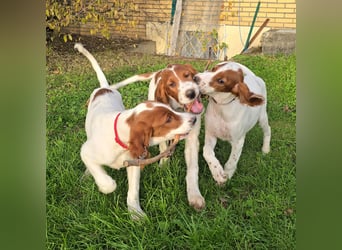 Reinrassige Irish Red and White Setter Welpen, geb. 29.07.2025