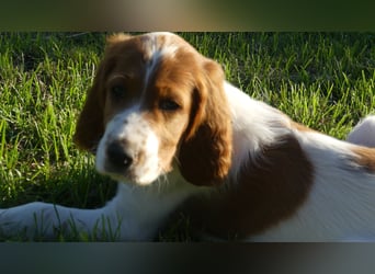 Reinrassige Irish Red and White Setter Welpen, geb. 29.07.2025