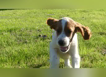 Reinrassige Irish Red and White Setter Welpen, geb. 29.07.2025