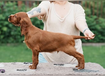 Irish Setter Liebhaber aufgepasst!