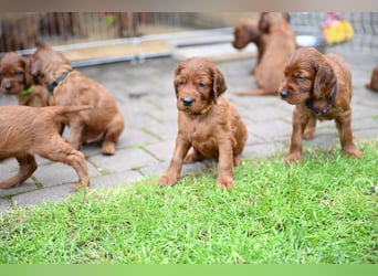 Irish Setter Liebhaber aufgepasst!