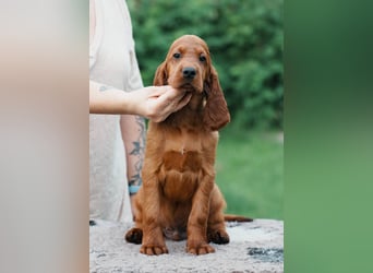 Irish Setter Liebhaber aufgepasst!