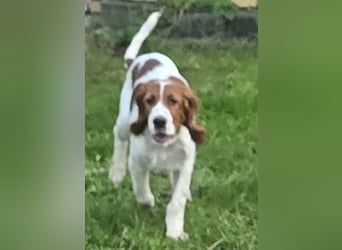 Irish Red and White Setter "Eragon", geb. 29.07.2025