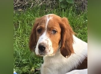 Irish Red and White Setter "Eragon", geb. 29.07.2025