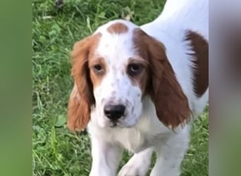 Irish Red and White Setter "Ellie", geb. 29.07.2025