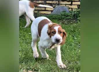 Irish Red and White Setter "Eragon", geb. 29.07.2025