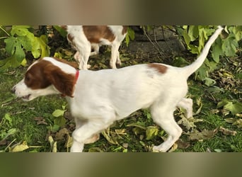 Irish Red and White Setter "Éala", geb. 29.07.2025