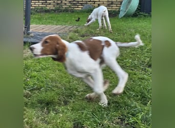 Irish Red and White Setter "Énya", geb. 29.07.2025