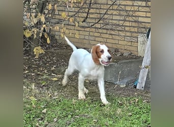 Irish Red and White Setter "Ellie", geb. 29.07.2025