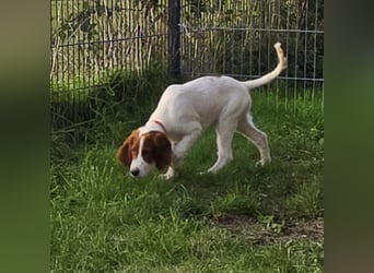 Irish Red and White Setter "Éala", geb. 29.07.2025