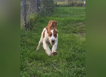 Irish Red and White Setter "Eamon", geb. 29.07.2025