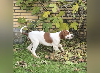 Irish Red and White Setter "Eamon", geb. 29.07.2025