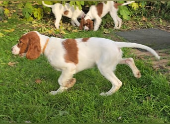 Irish Red and White Setter "Erin", geb. 29.07.2025