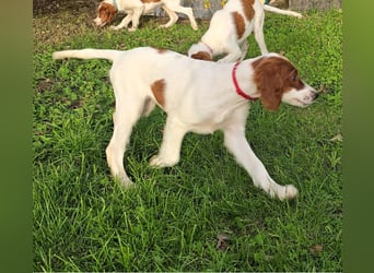 Irish Red and White Setter "Éala", geb. 29.07.2025